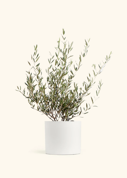 Indoor Olive Tree – Hey Rooted