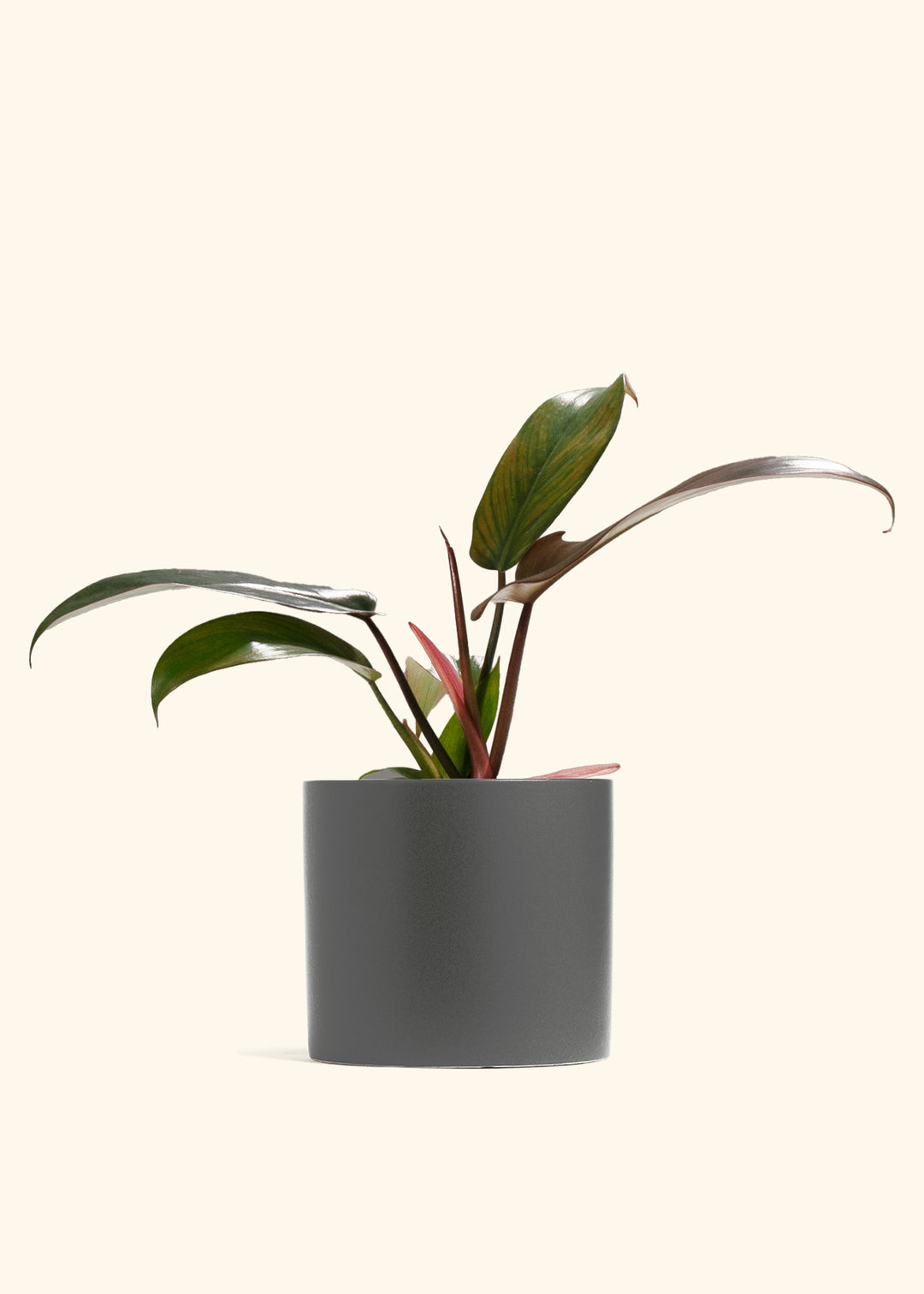 Philodendron Florida Bronze