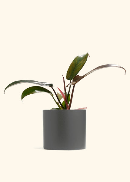 bronze heartleaf philodendron Philodendron Florida Bronze – Hey Rooted
