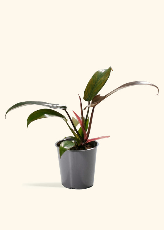 Philodendron Florida Bronze