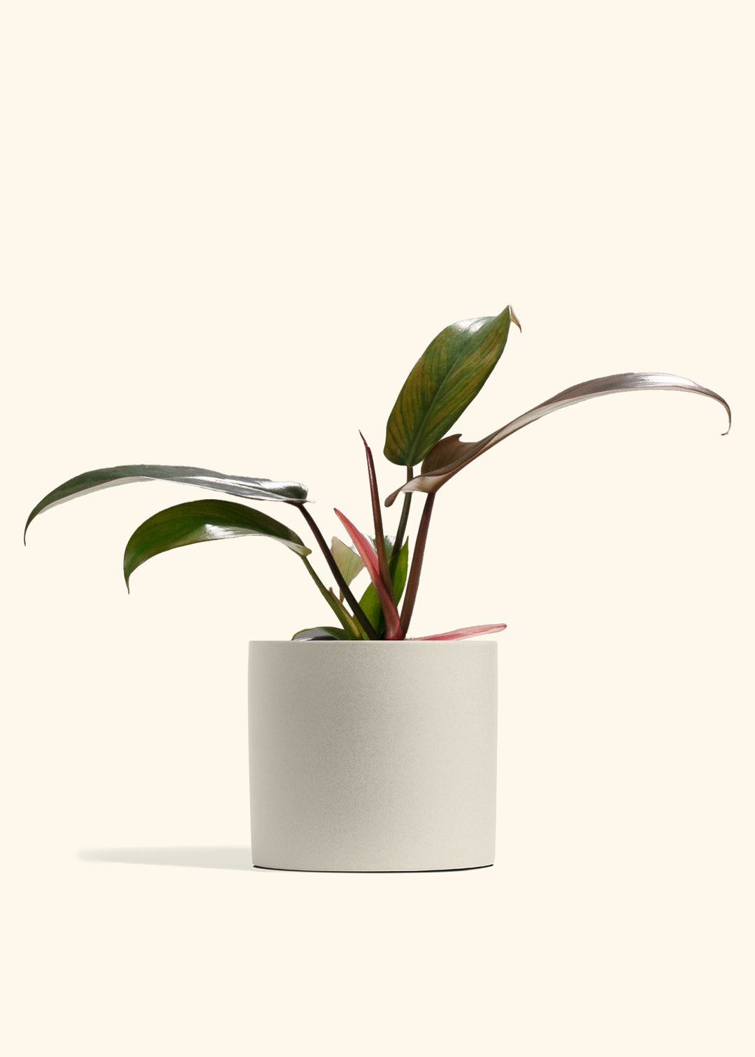Philodendron Florida Bronze