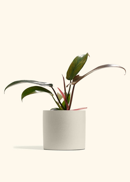 Philodendron Florida Bronze – Hey Rooted