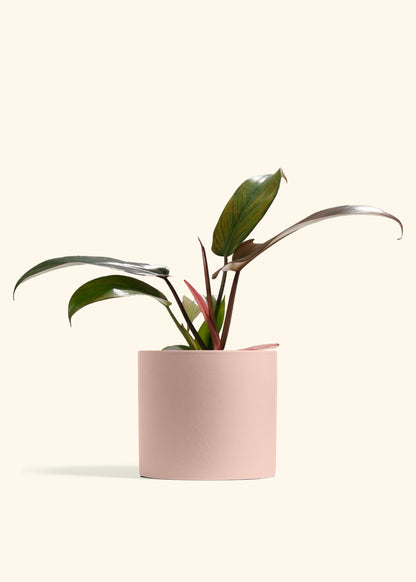 philodendron florida native Philodendron Florida Bronze – Hey Rooted