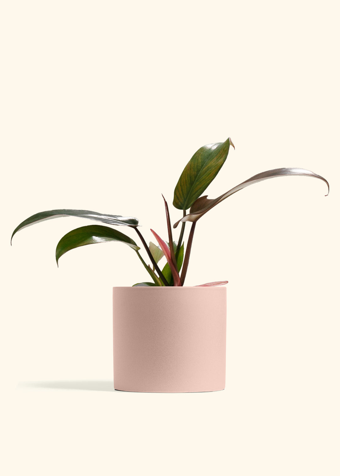 Philodendron Florida Bronze