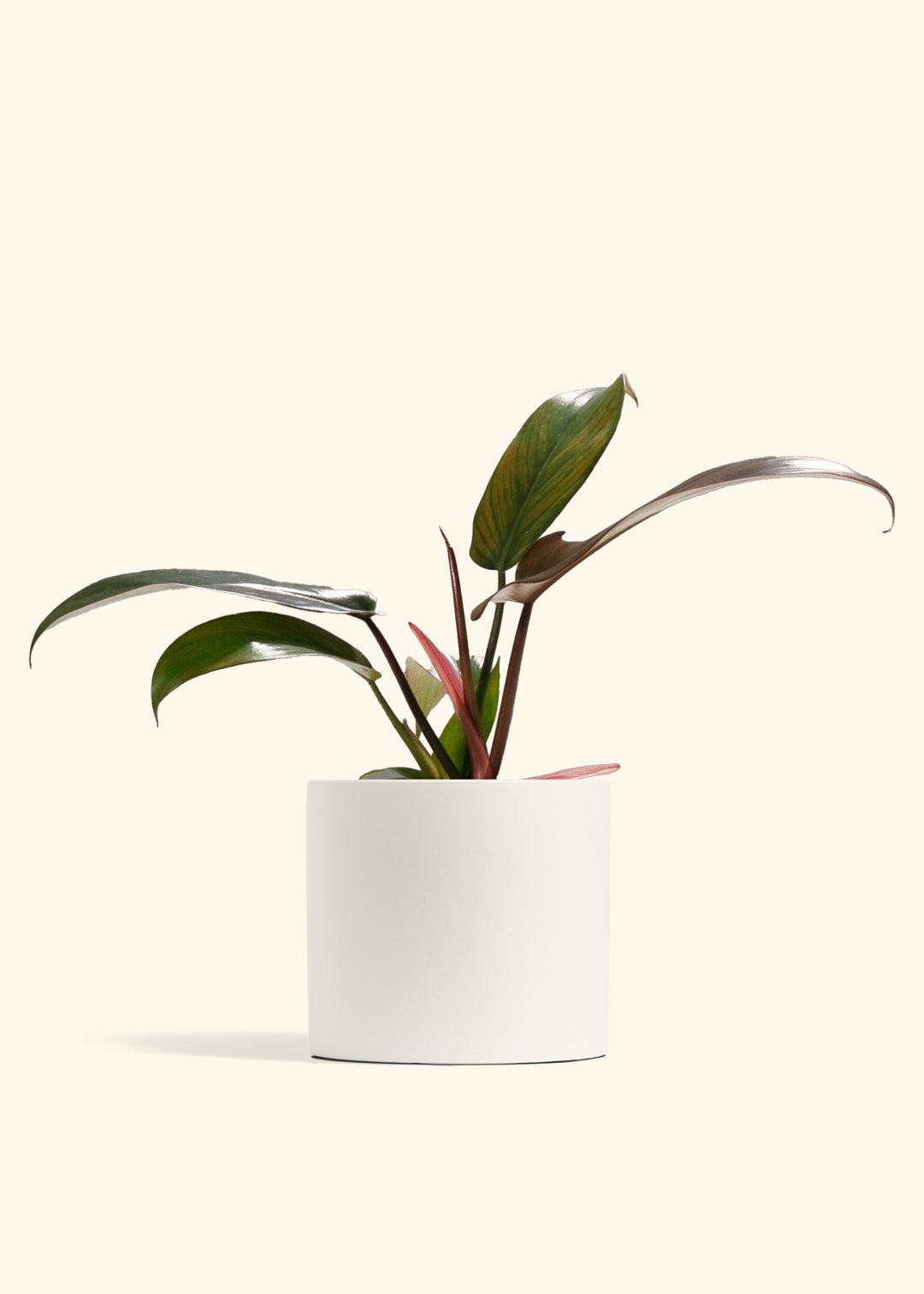 Philodendron Florida Bronze