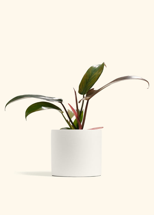 Philodendron 'Florida Bronze'