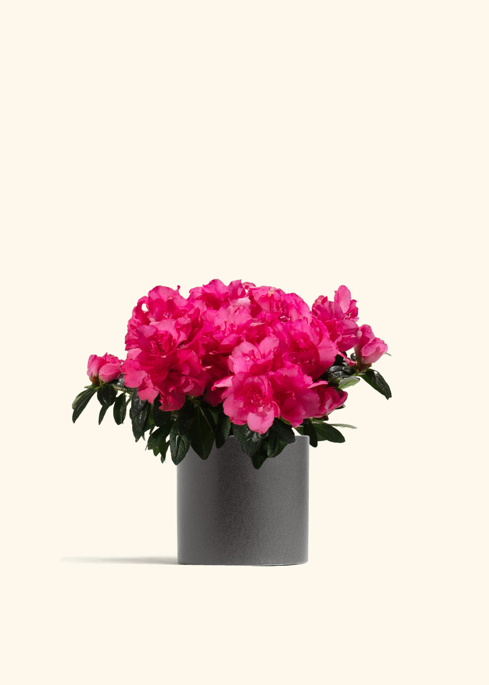 Pink Blooming Azalea