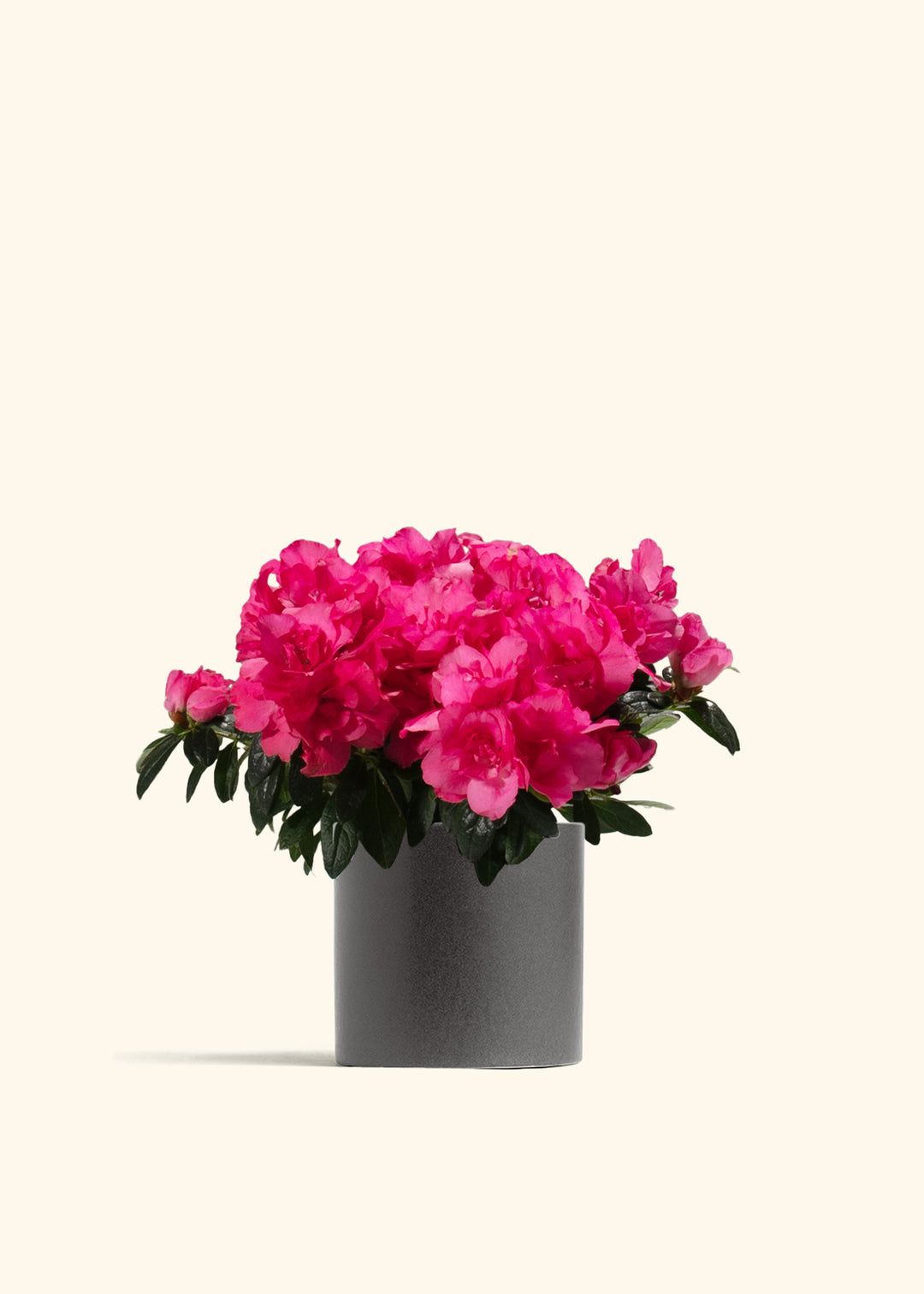 Pink Blooming Azalea