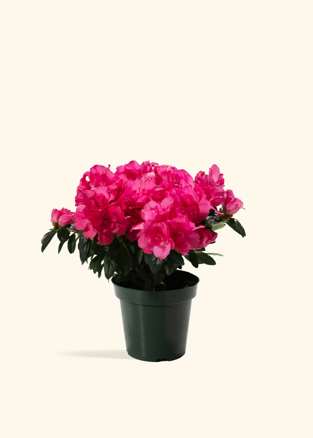 Pink Blooming Azalea