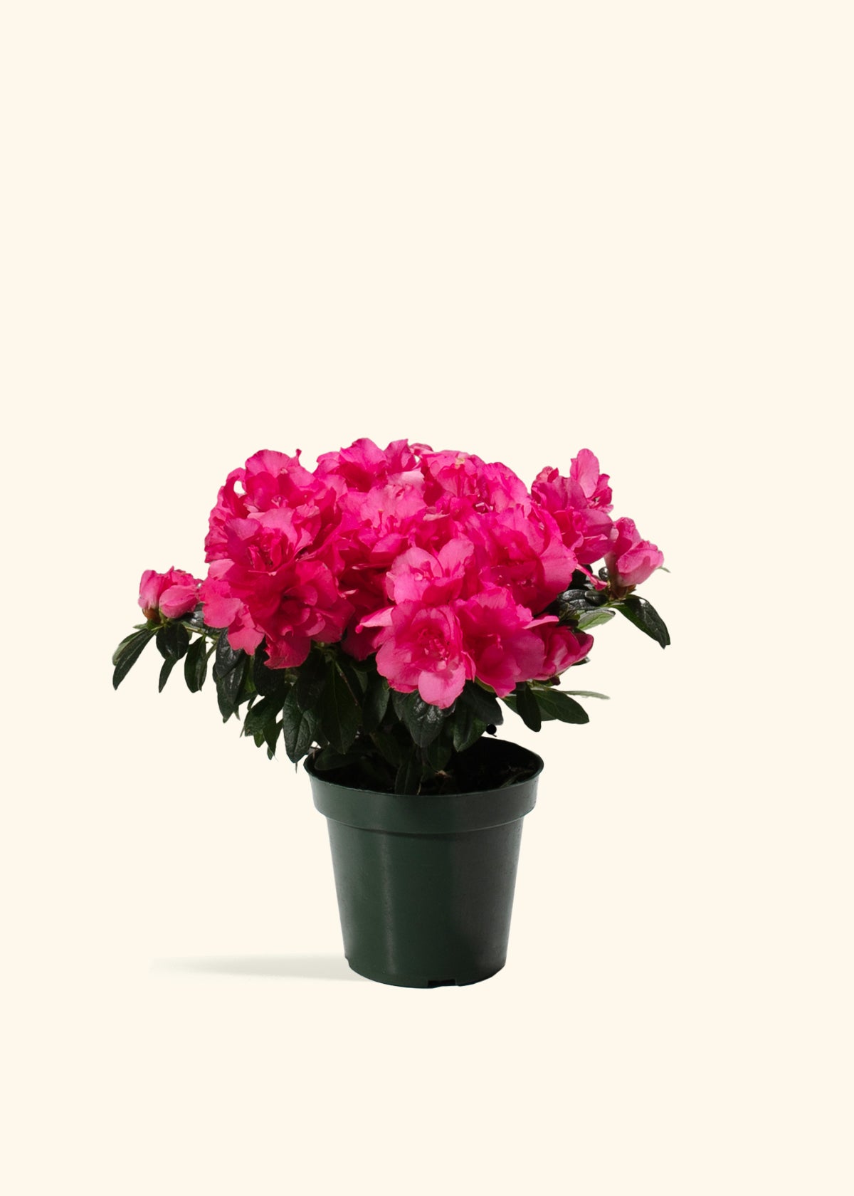 Pink Blooming Azalea