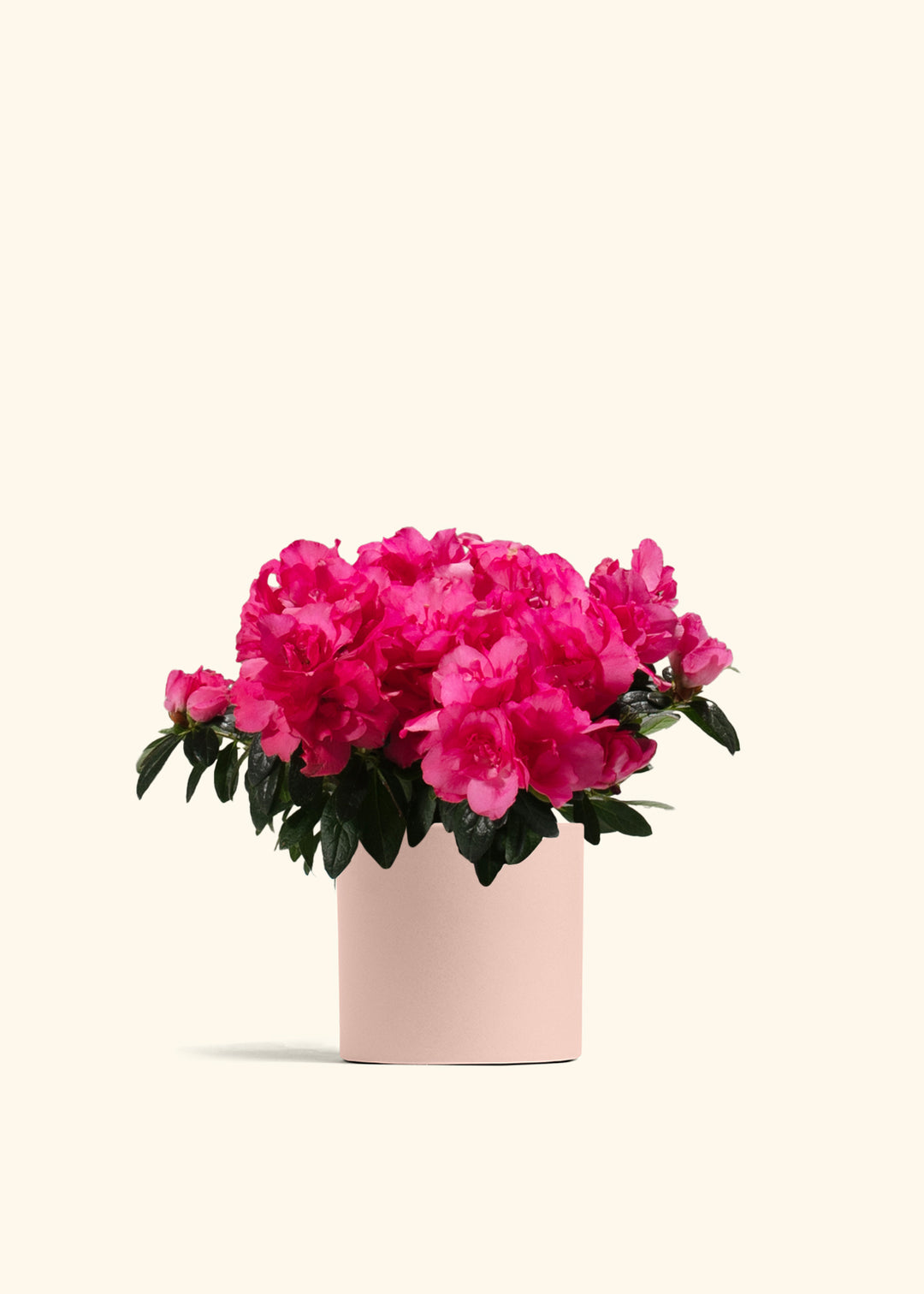 Pink Blooming Azalea