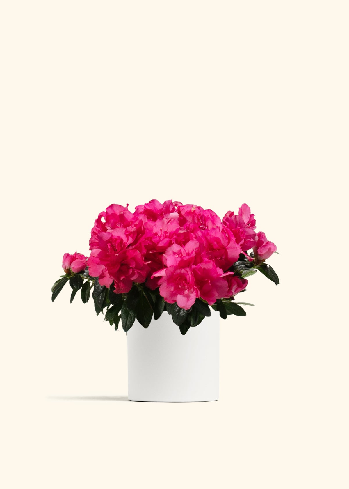 Pink Blooming Azalea