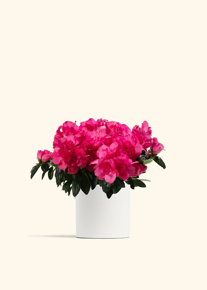 Pink Blooming Azalea
