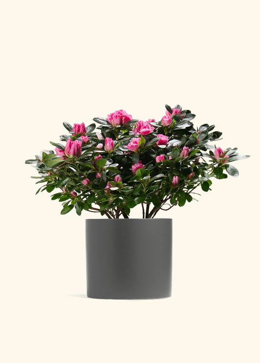 Pink Blooming Azalea