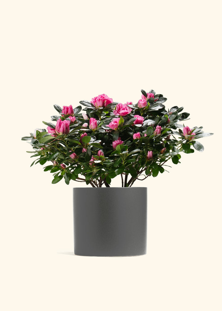 Pink Blooming Azalea