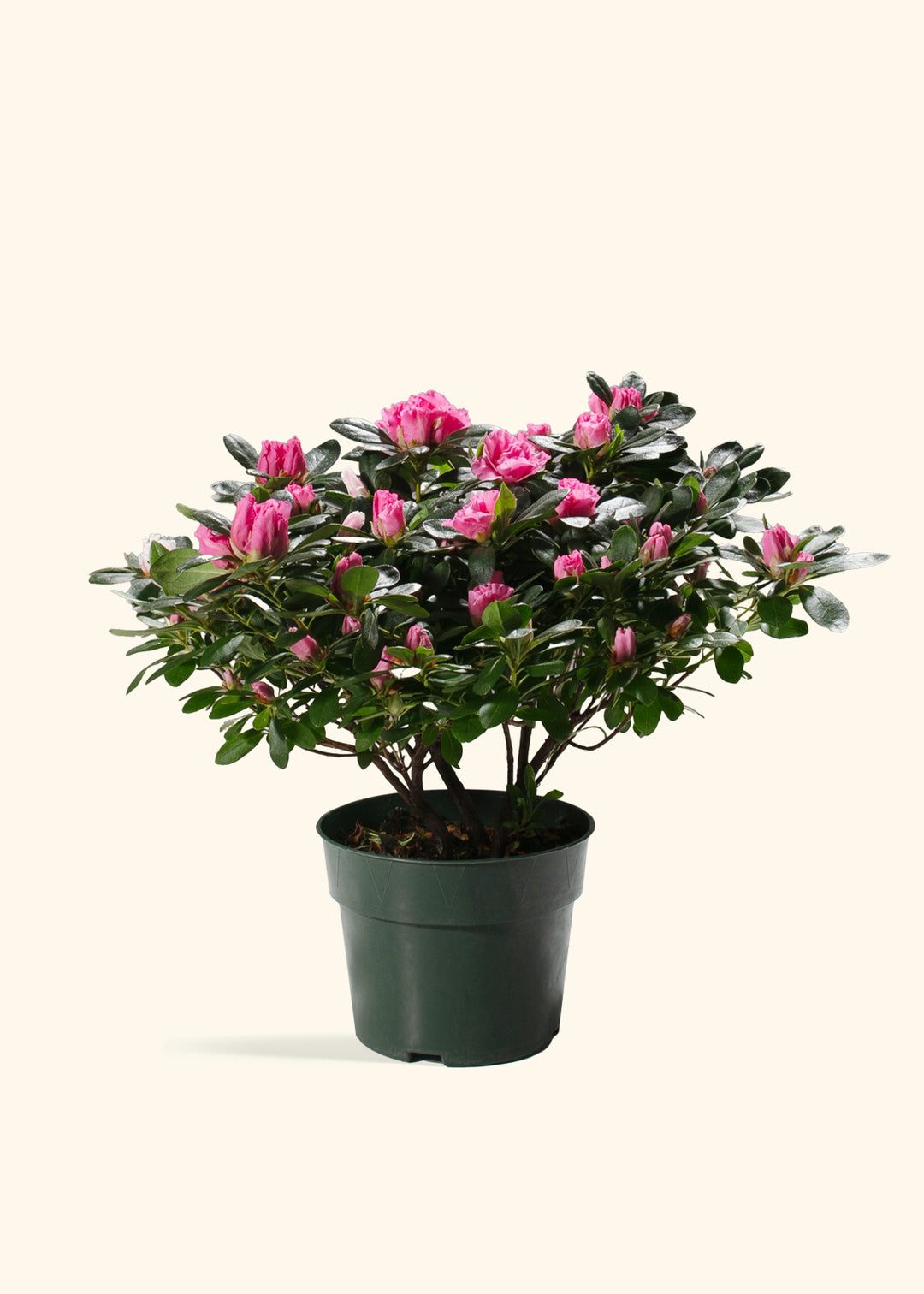Pink Blooming Azalea