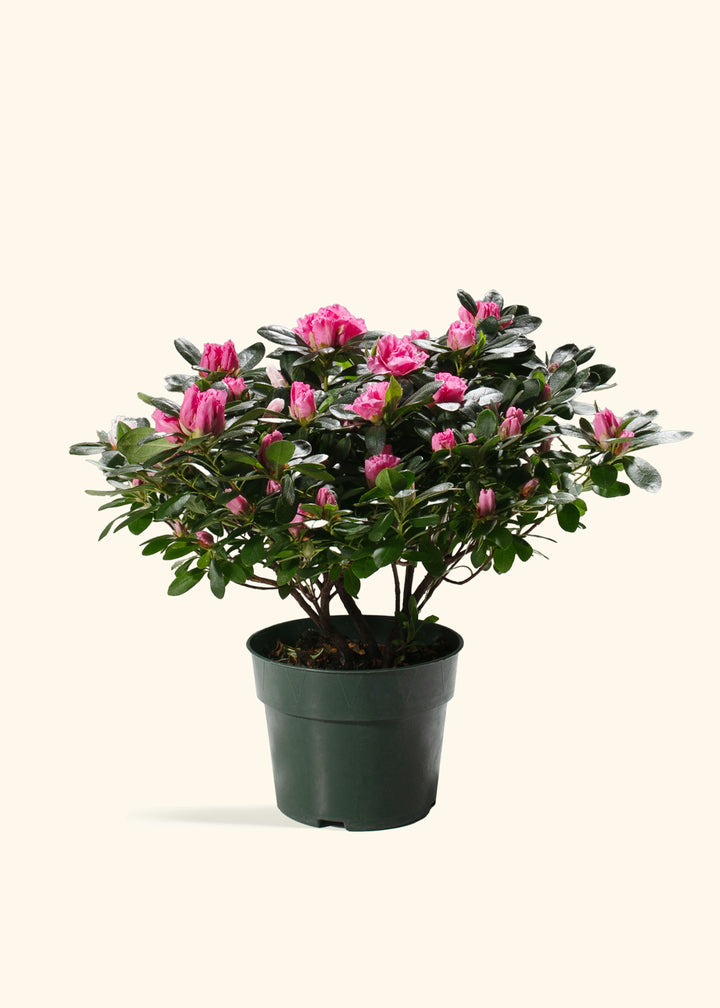 Pink Blooming Azalea
