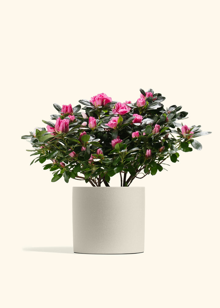 Pink Blooming Azalea