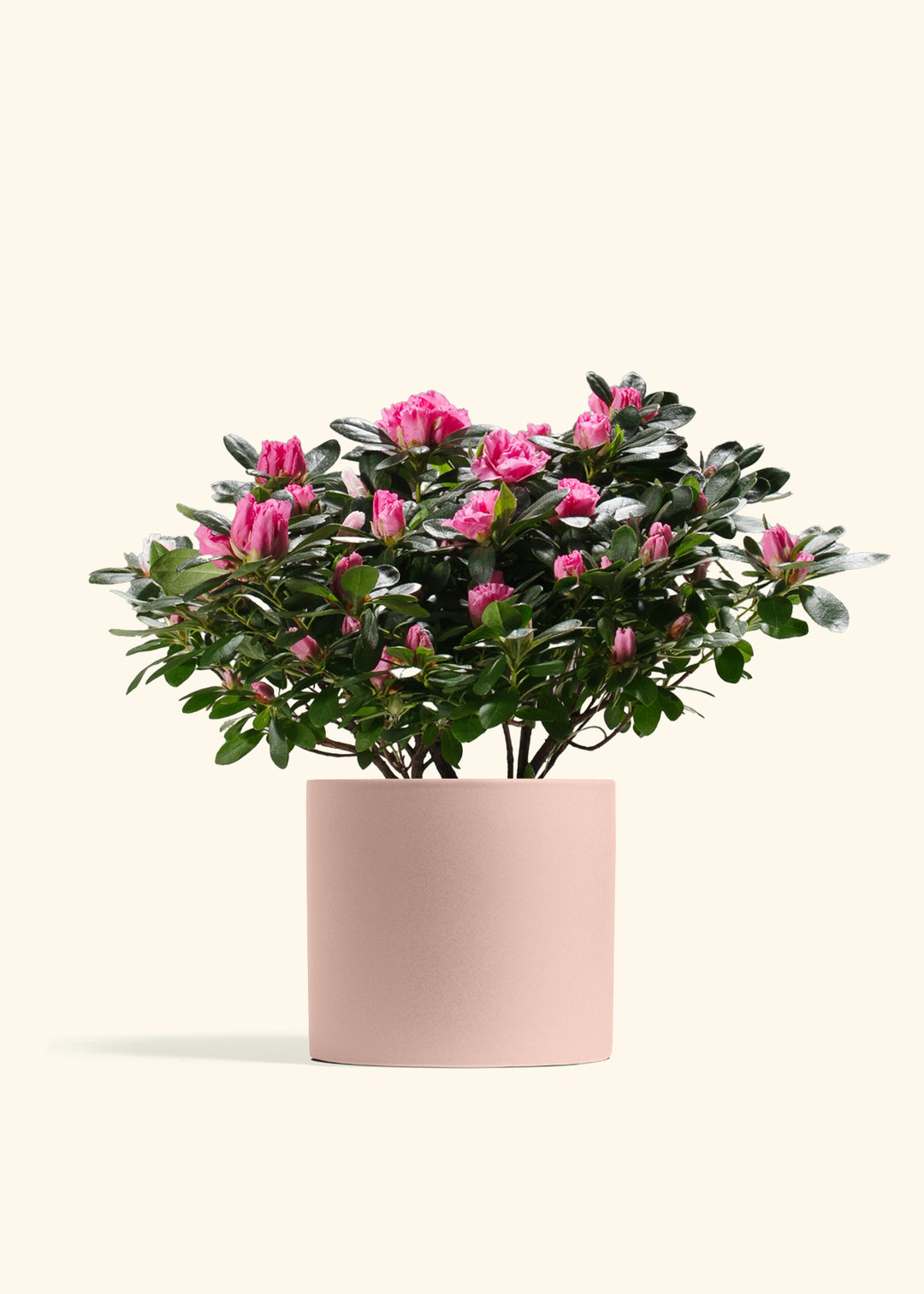 Pink Blooming Azalea