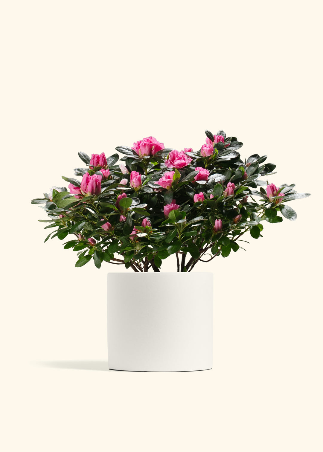 Pink Blooming Azalea