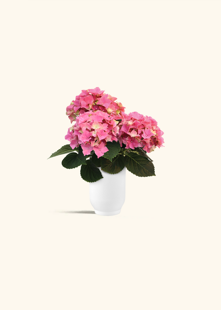 Pink Hydrangea, Small