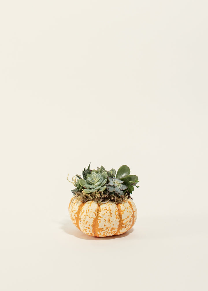 Mini Pumpkin Succulent Garden