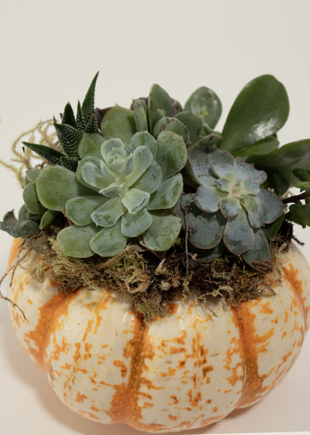 Mini Pumpkin Succulent Garden