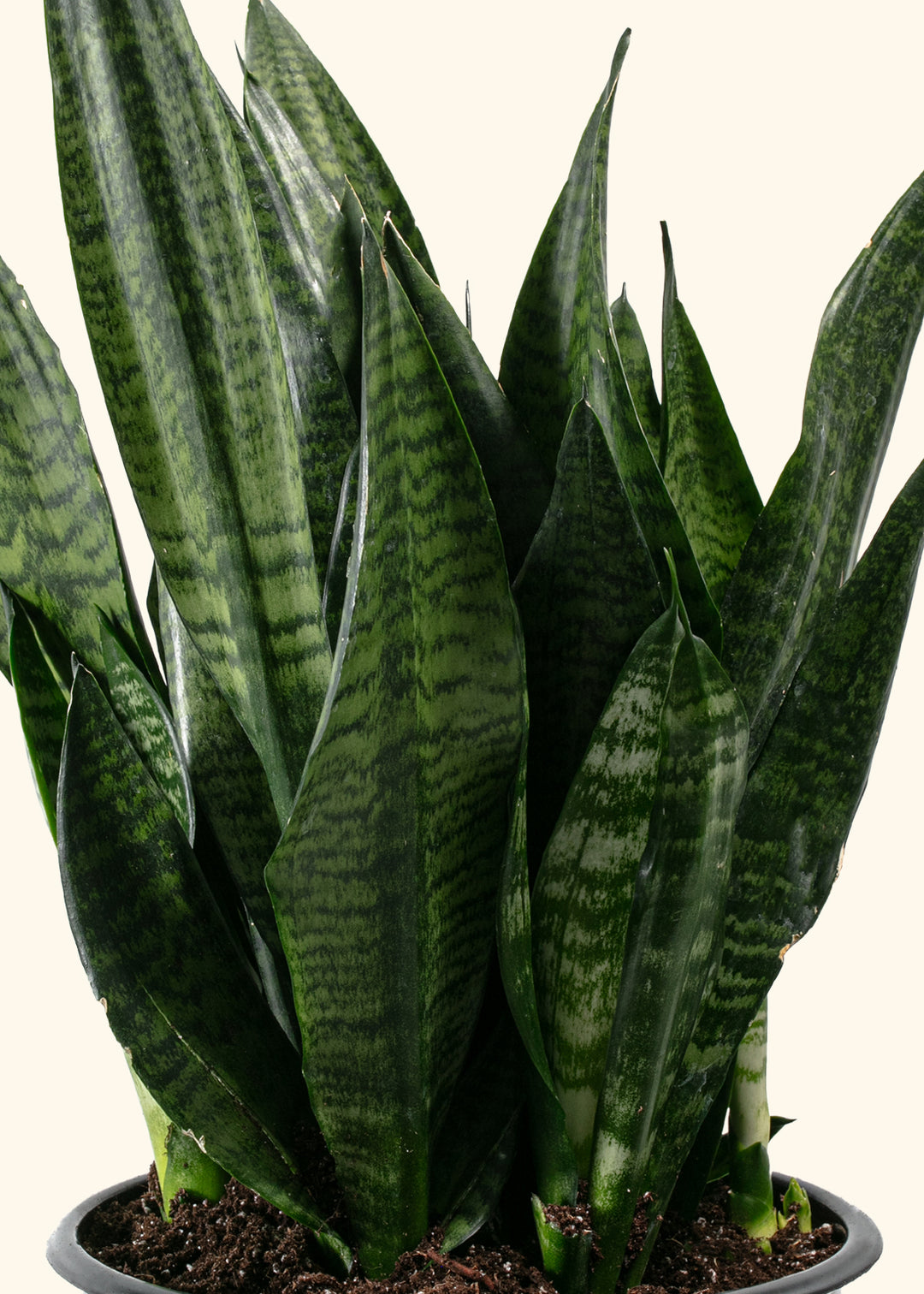 Sansevieria Robusta
