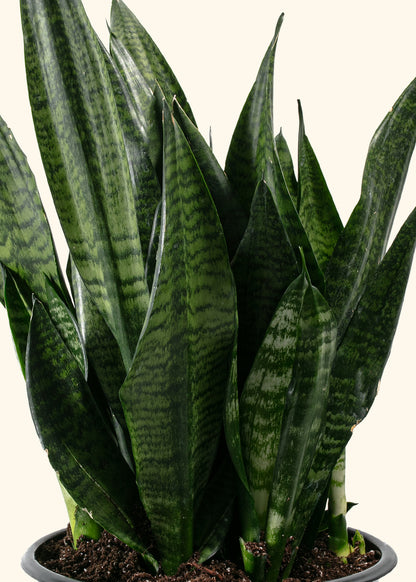 Superba Robusta