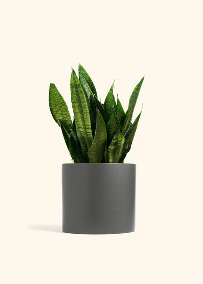 Superba Green Snake Plant