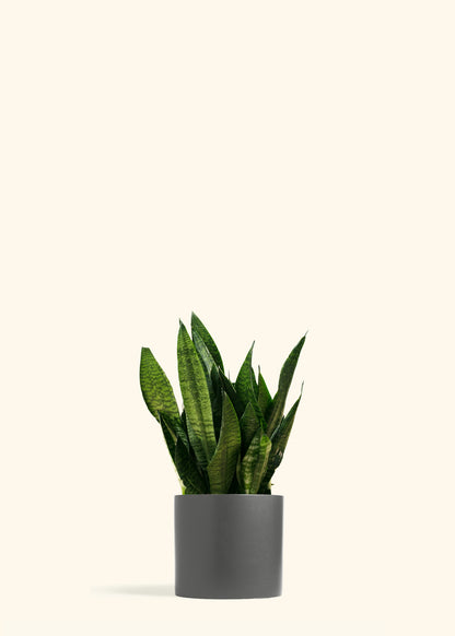 Superba Robusta