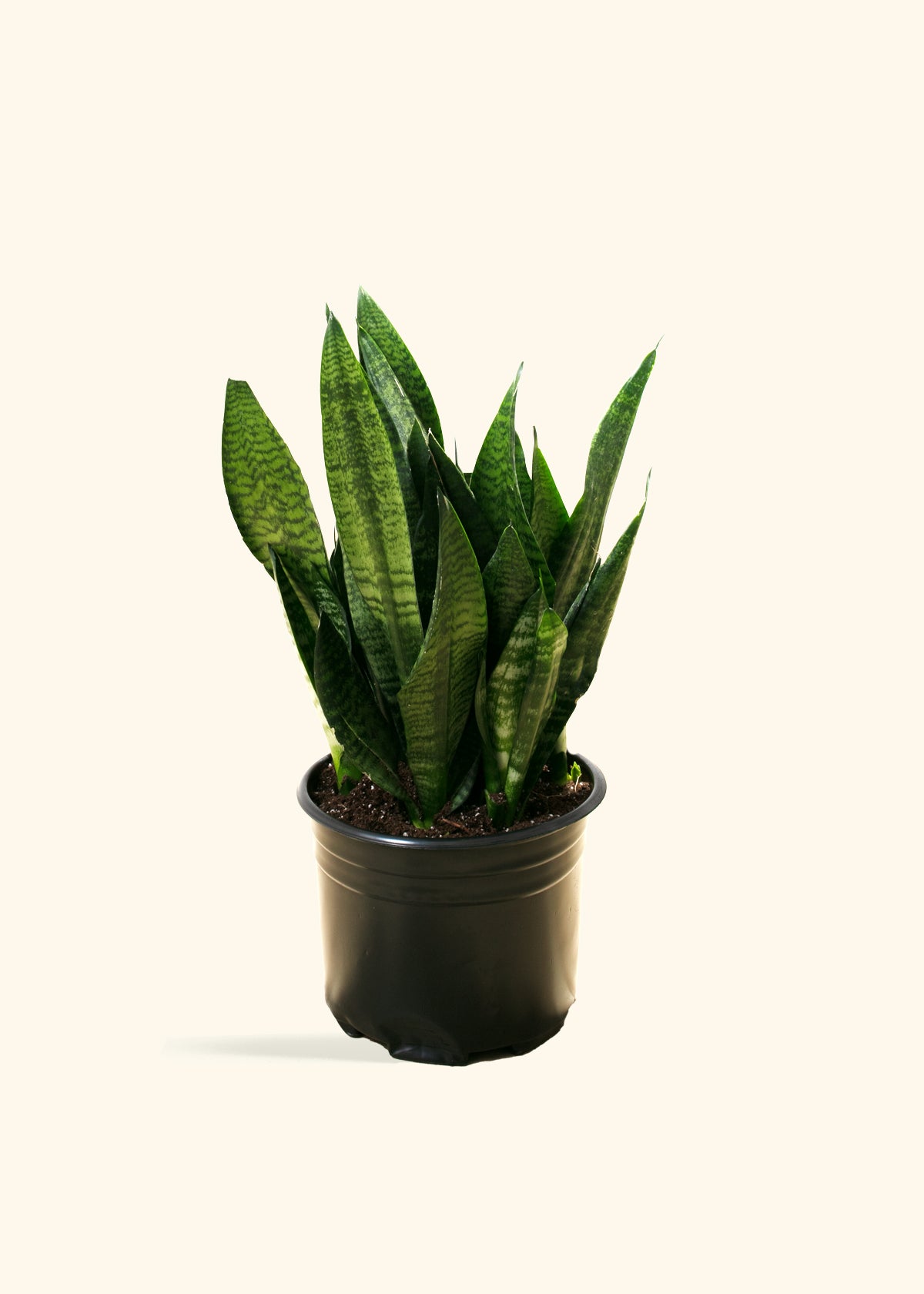 Superba Green Snake Plant