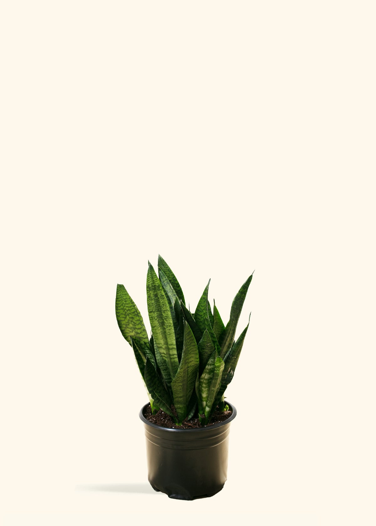 Superba Robusta