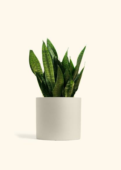 Superba Green Snake Plant