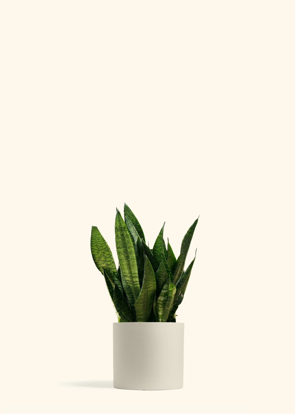 Superba Robusta
