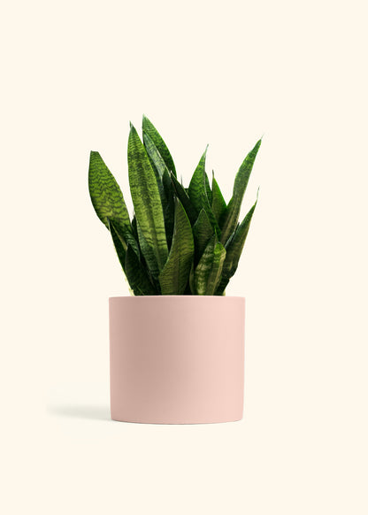Superba Green Snake Plant