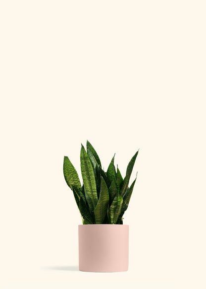 Superba Robusta