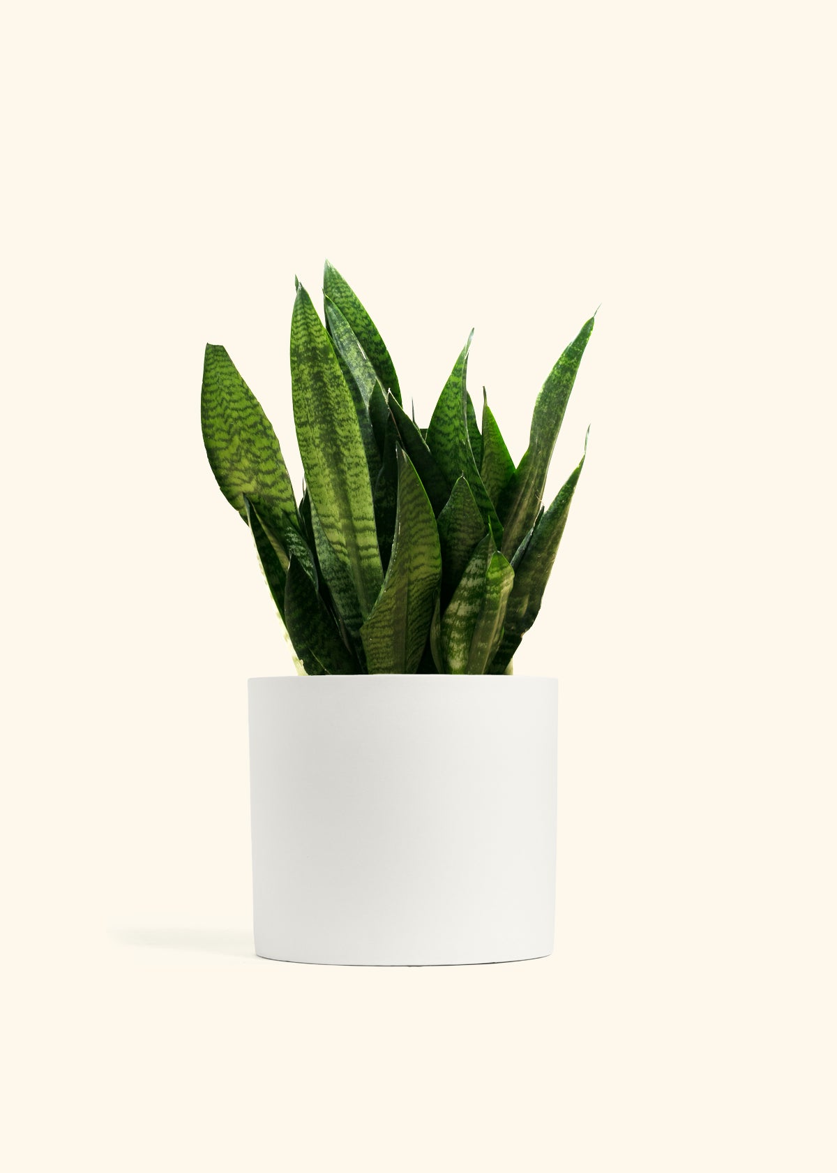 Superba Green Snake Plant