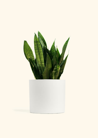 Superba Green Snake Plant