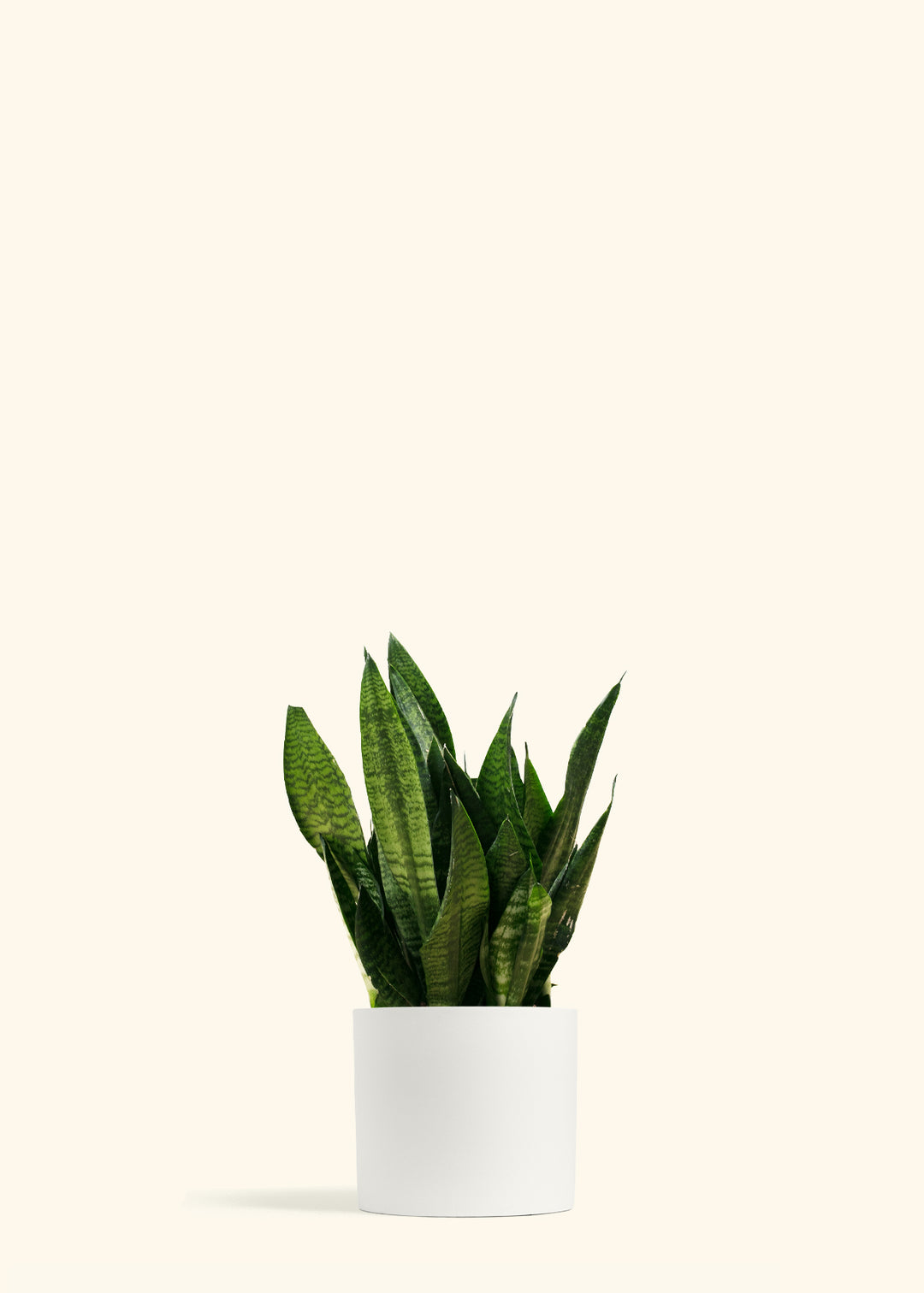 Sansevieria Robusta