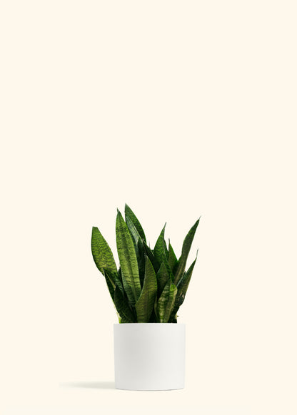 Superba Robusta