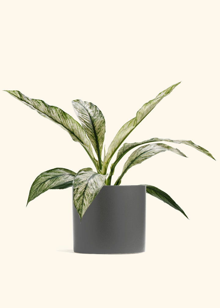 Variegated Spathiphyllum Sensation