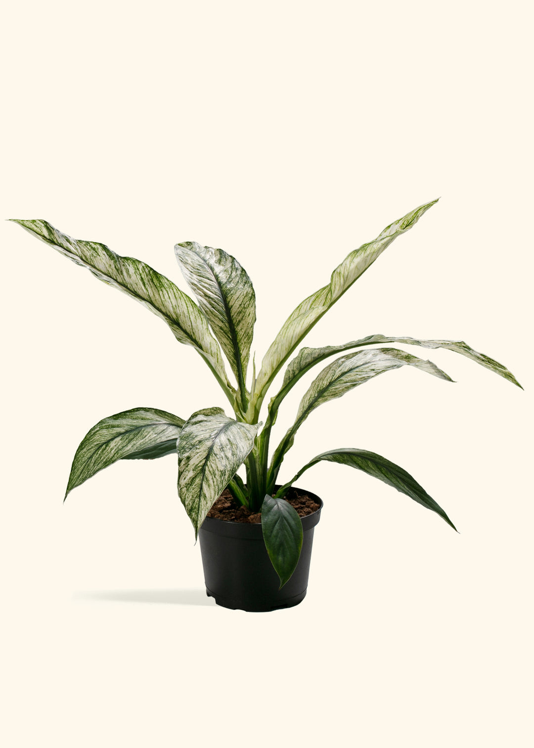 Variegated Spathiphyllum Sensation