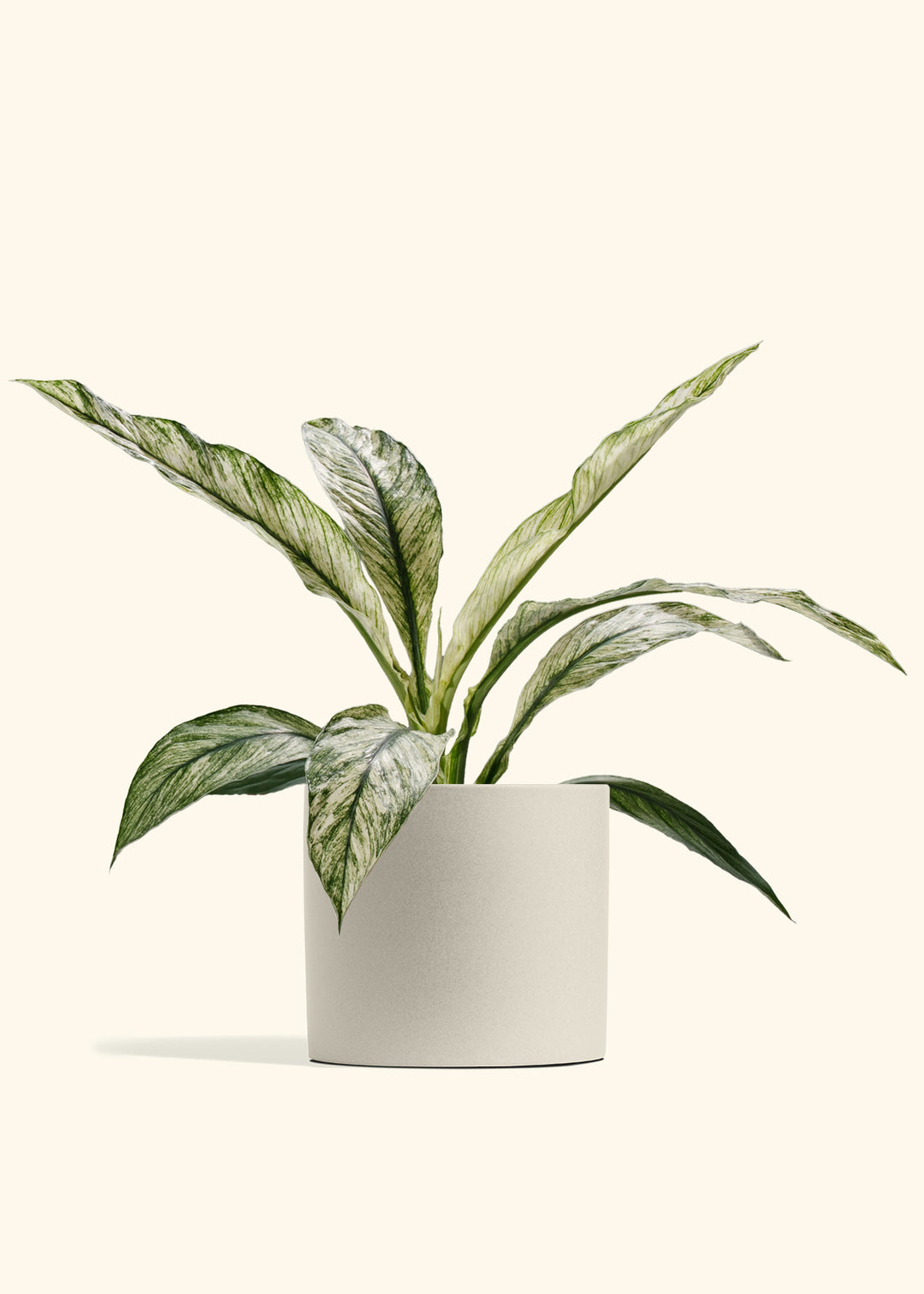 Variegated Spathiphyllum Sensation