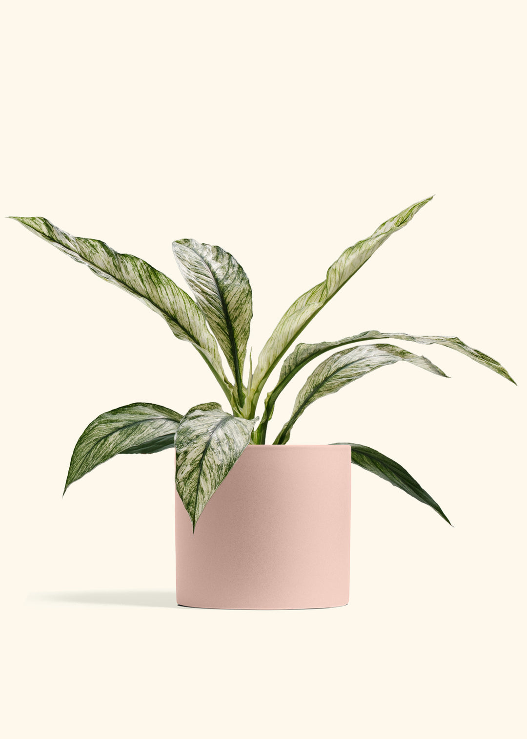 Variegated Spathiphyllum Sensation