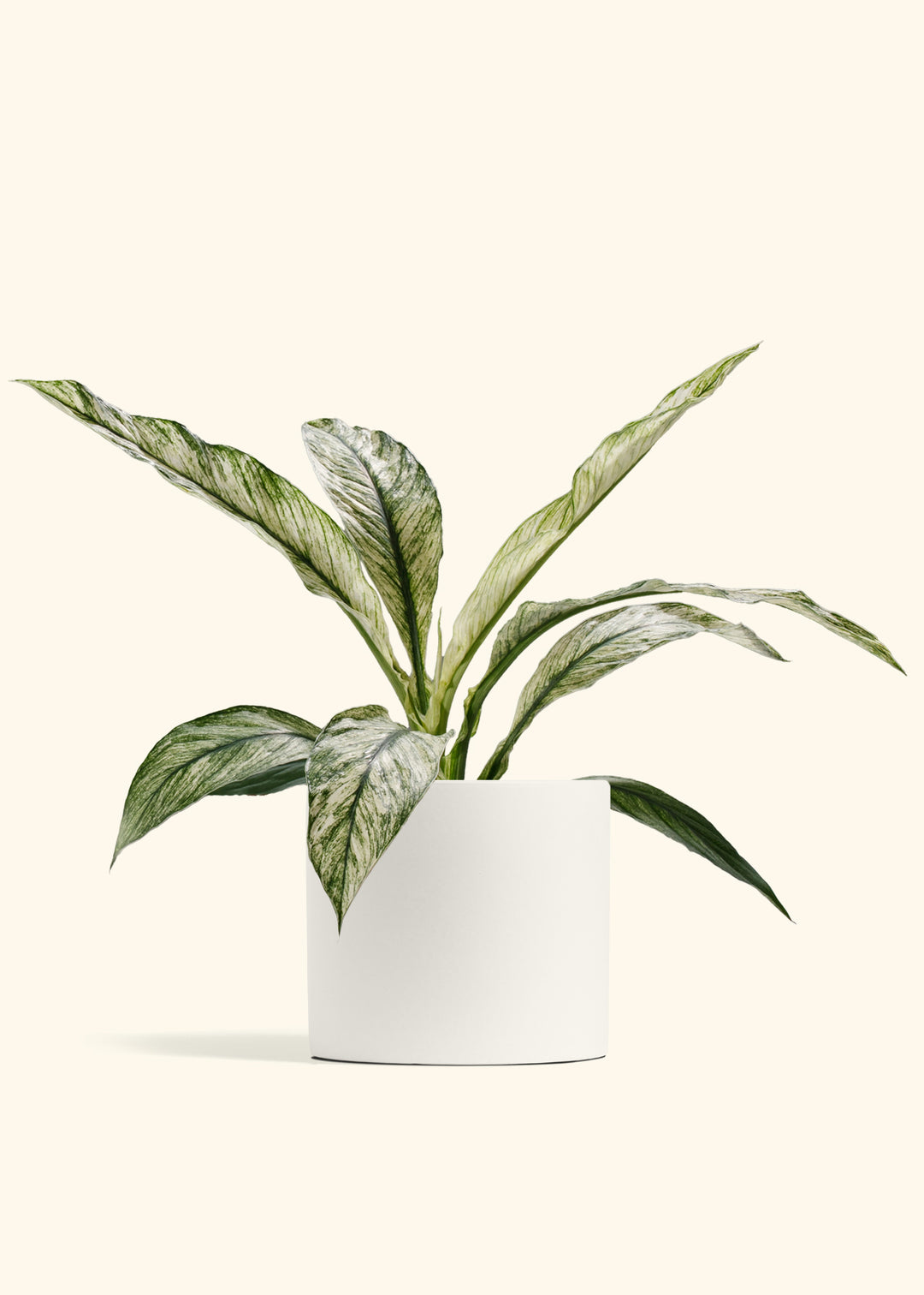 Variegated Spathiphyllum Sensation