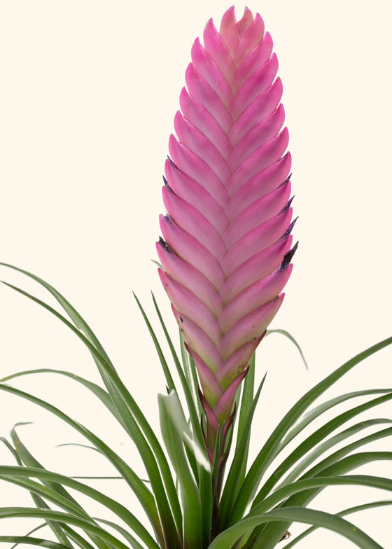 Pink Quill Plant