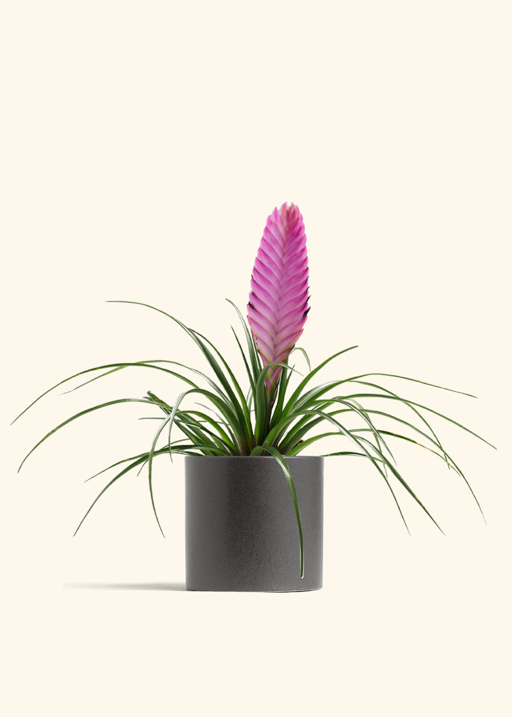 Pink Quill Plant