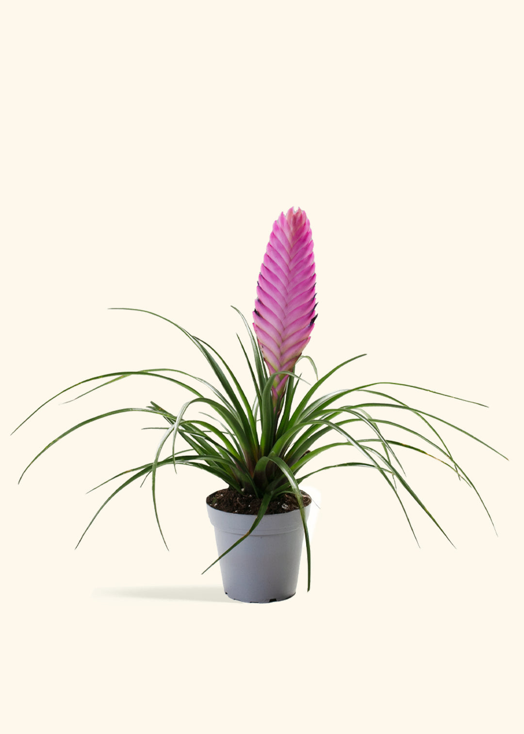 Pink Quill Plant