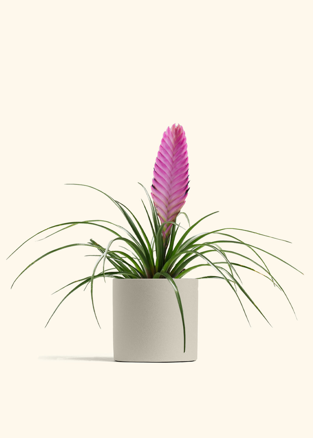 Pink Quill Plant